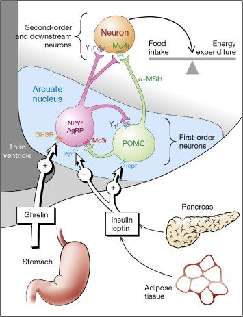 How Do Appetite Stimulants Work? - Recovery Ranger