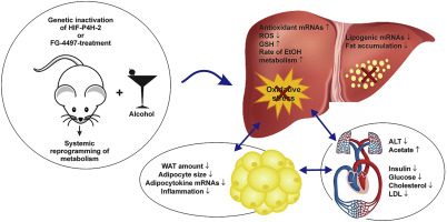 Can Alcohol Cause Hypoxia