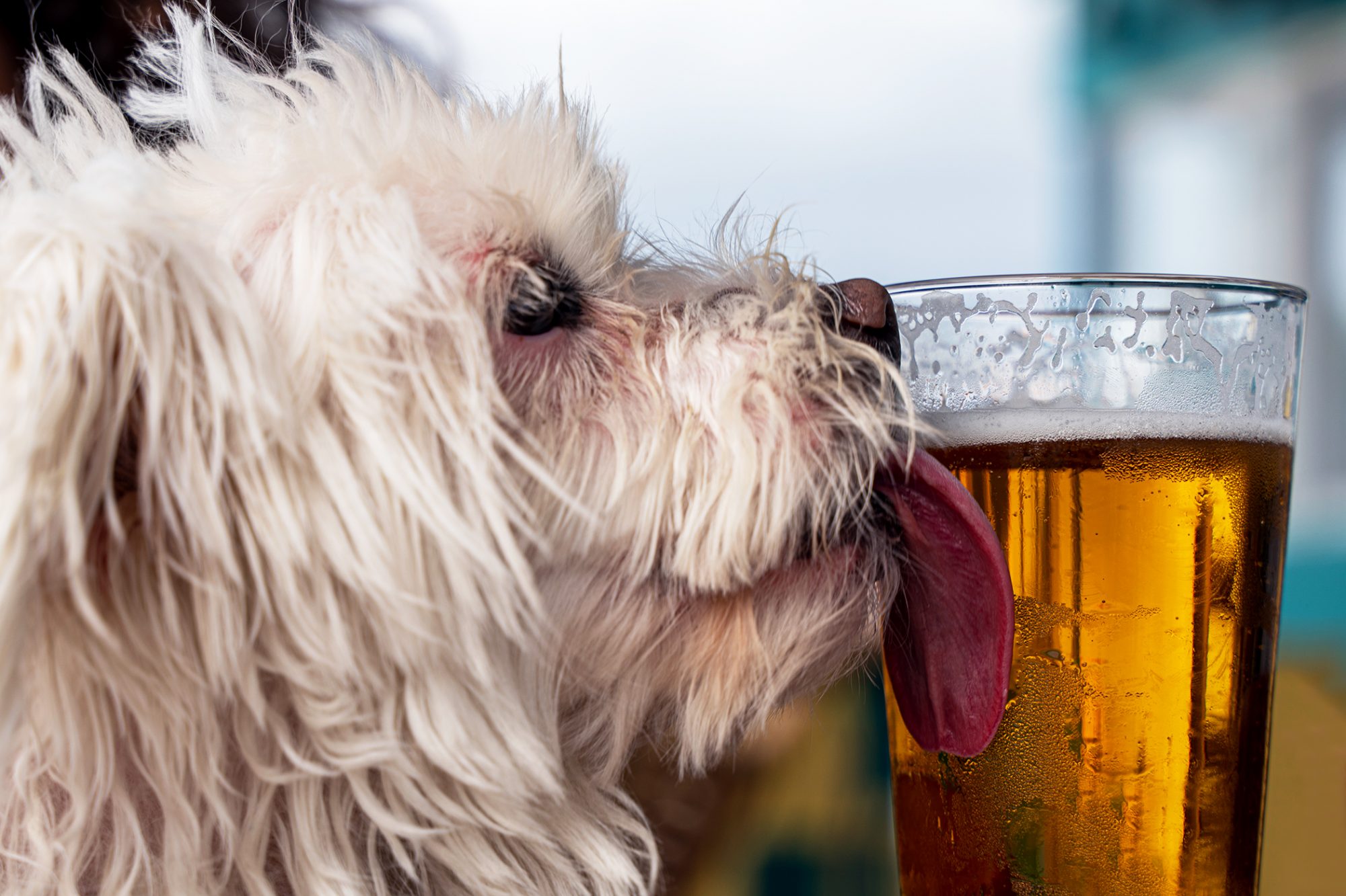 Can Dogs Die From Alcohol