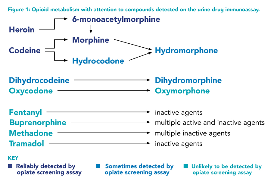 Does Buprenorphine Test Positive For Opiates Recovery Ranger