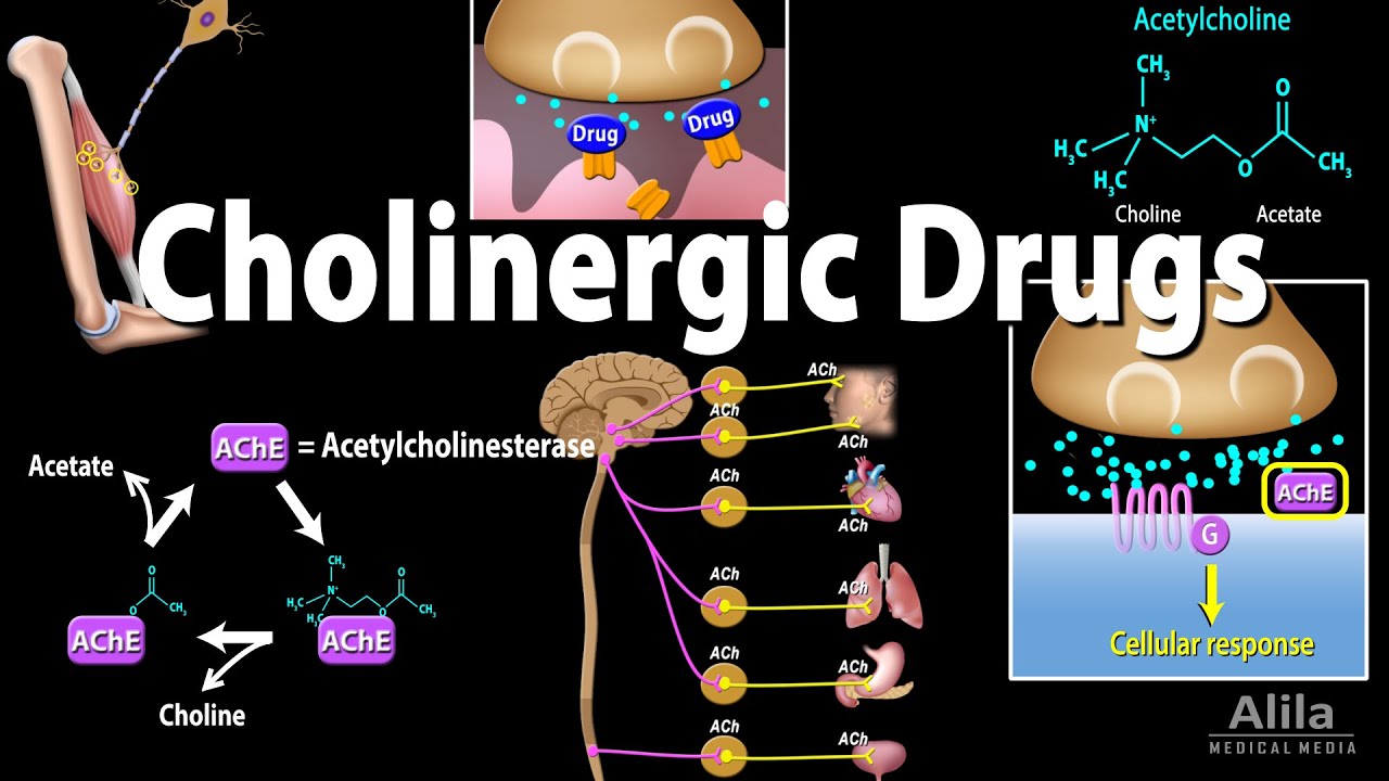 What Are Cholinergic Drugs