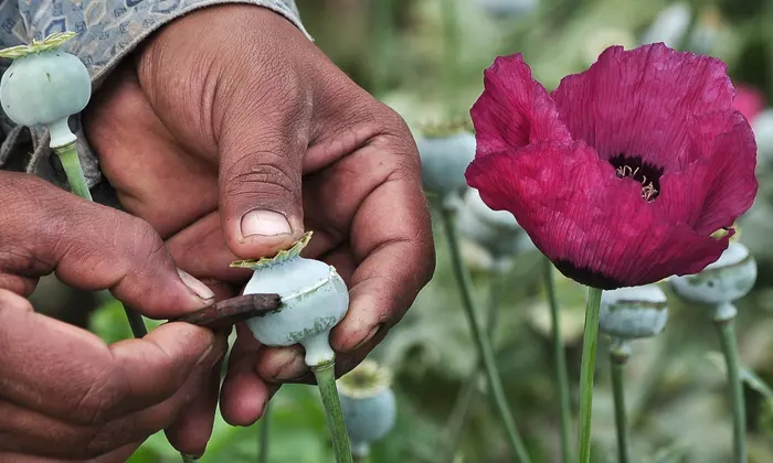 What Drugs Come From Poppies?