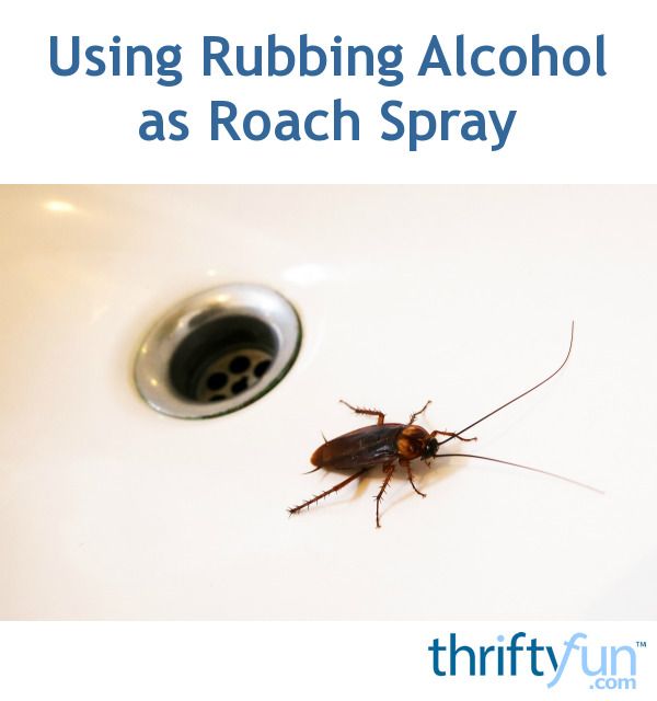 Can Alcohol Kill Cockroaches?