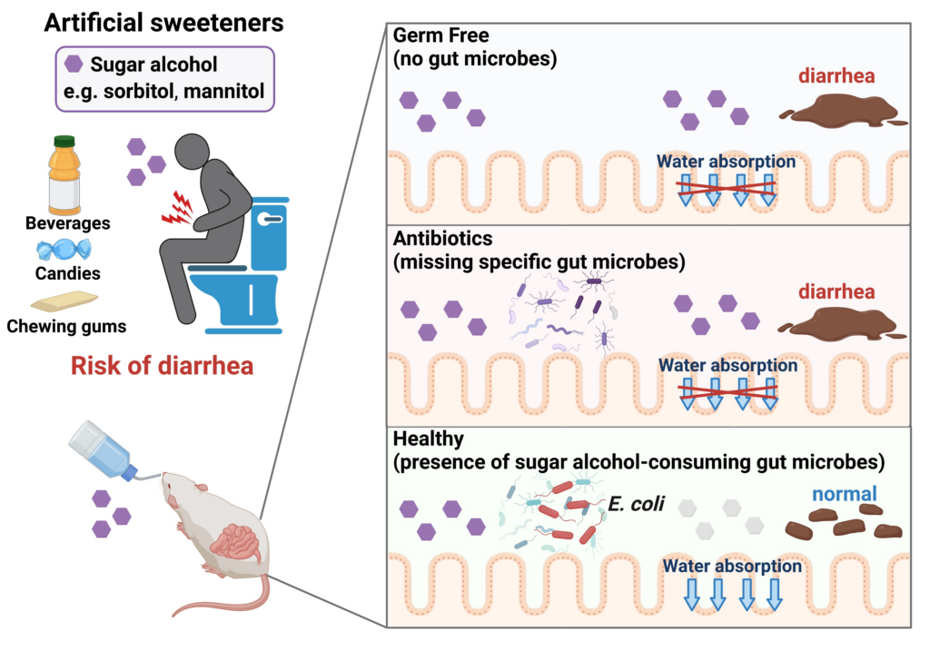 why-do-sugar-alcohols-cause-diarrhea-recovery-ranger